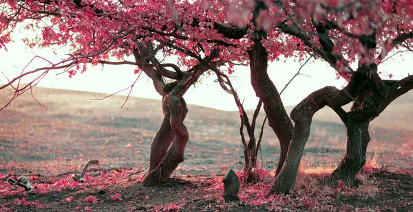 Primo paesaggio nebbioso su uno sfondo di un albero in montagna — Foto Stock