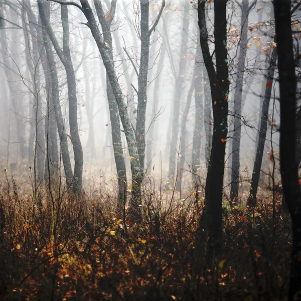Sabah yoğun sis büyü ve içindeki bir bilmece ile vahşi ormanda — Stok fotoğraf