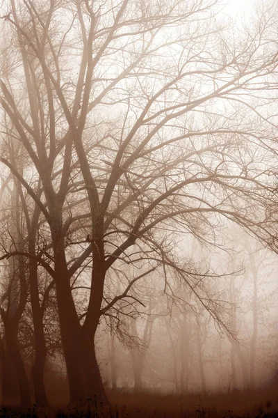 Дикий лес утром густой туман с магией и загадкой в нем — стоковое фото