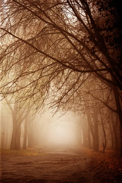 Bosque salvaje en la niebla densa mañana con magia y un acertijo en ella — Foto de Stock