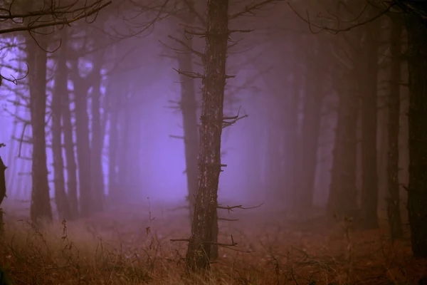 Floresta selvagem de manhã nevoeiro denso com magia e um enigma nele — Fotografia de Stock