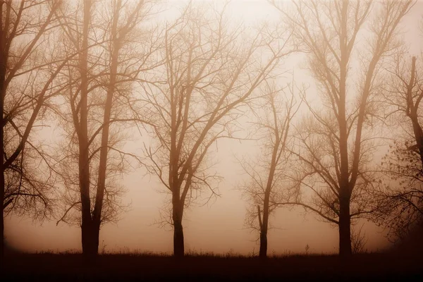 Bosque salvaje en la niebla densa mañana con magia y un acertijo en ella — Foto de Stock