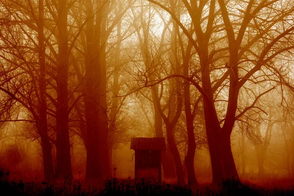 Bosque salvaje en la niebla densa mañana con magia y un acertijo en ella — Foto de Stock