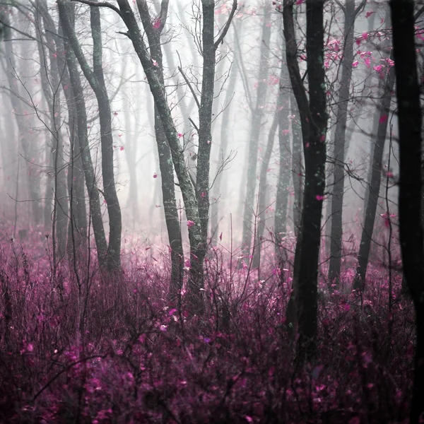 Sabah yoğun sis büyü ve içindeki bir bilmece ile vahşi ormanda — Stok fotoğraf