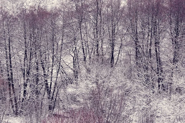 Skogen Täckt Snö Frostig Morgon Och Snöklädda Träd — Stockfoto