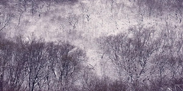 Skogen Täckt Snö Frostig Morgon Och Snöklädda Träd — Stockfoto