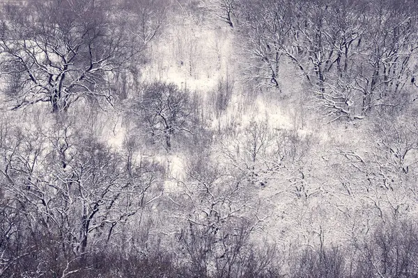 Skogen Täckt Snö Frostig Morgon Och Snöklädda Träd — Stockfoto