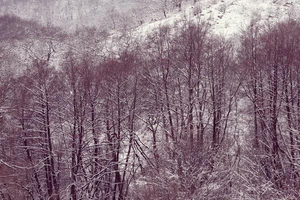 Bos Bedekt Met Sneeuw Een Ijzig Ochtend Besneeuwde Bomen — Stockfoto