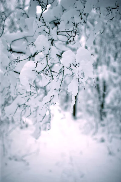 Bosque Invierno Está Cubierto Gran Nieve — Foto de Stock