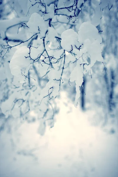 Зимний Лес Покрыт Большим Снегом — стоковое фото