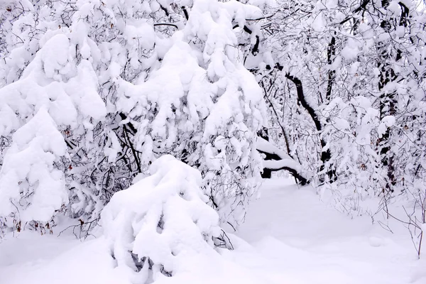 Winter Bos Bedekt Met Grote Sneeuw — Stockfoto