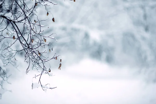 Bosque Invierno Está Cubierto Gran Nieve — Foto de Stock