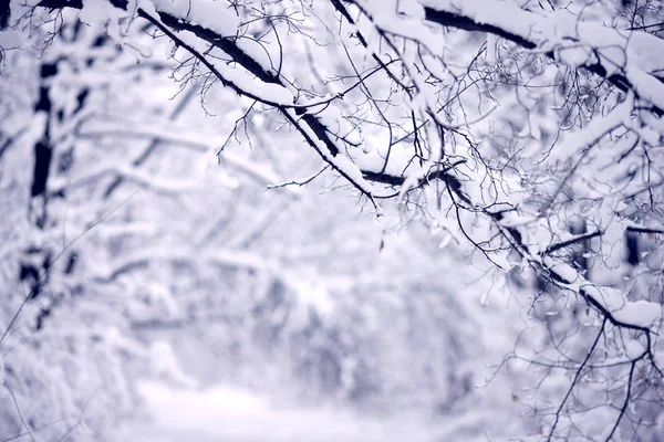 Floresta Inverno Coberta Com Grande Neve — Fotografia de Stock