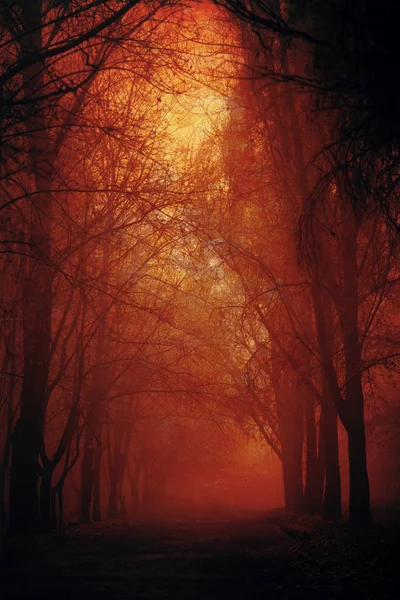 vahşi hayvanlar bölümünde retro tarzı bir sis, sonbahar yatay