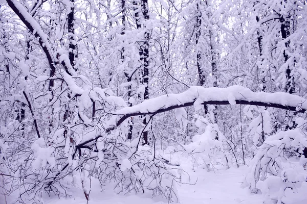 Bomen Het Bos Zijn Volledig Bedekt Met Sneeuw — Stockfoto