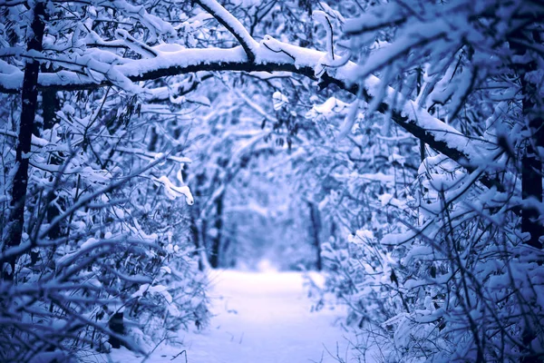 Árvores Floresta Estão Completamente Cobertas Neve — Fotografia de Stock