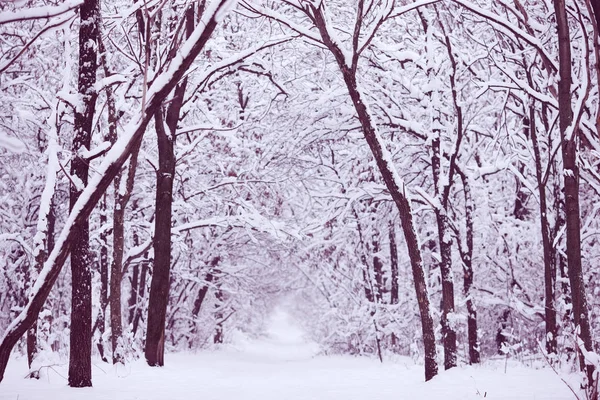 Les Arbres Forêt Sont Complètement Recouverts Neige — Photo