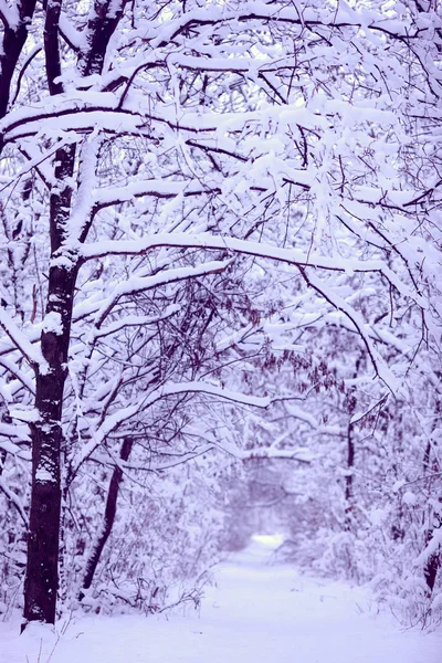 Träd Skogen Helt Täckt Med Snö — Stockfoto