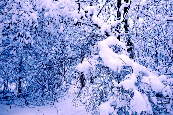 Les Arbres Forêt Sont Complètement Recouverts Neige — Photo