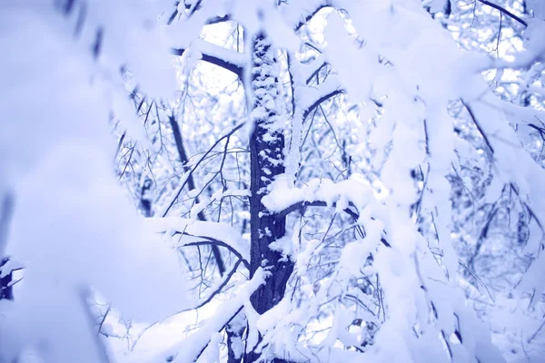 Alberi Nella Foresta Sono Completamente Coperti Neve — Foto Stock