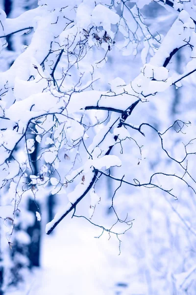 Bomen Het Bos Zijn Volledig Bedekt Met Sneeuw — Stockfoto