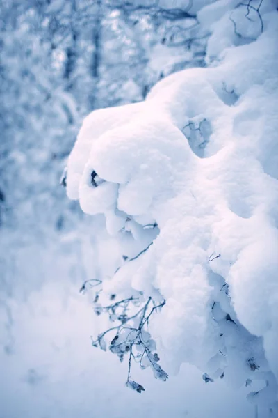 Les Arbres Forêt Sont Complètement Recouverts Neige — Photo