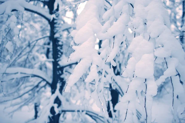 森林里的树木完全被雪覆盖着 — 图库照片