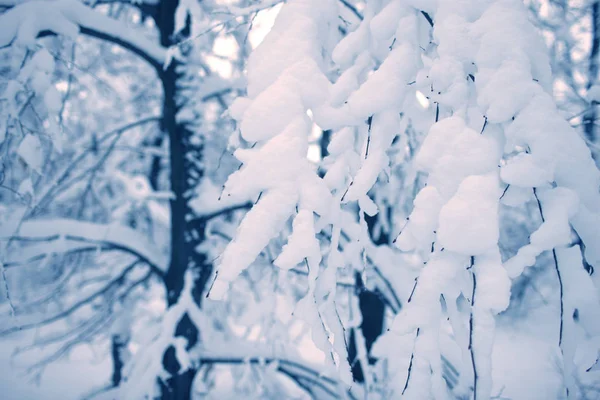 Árvores Floresta Estão Completamente Cobertas Neve — Fotografia de Stock