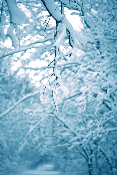 Les Arbres Forêt Sont Complètement Recouverts Neige — Photo