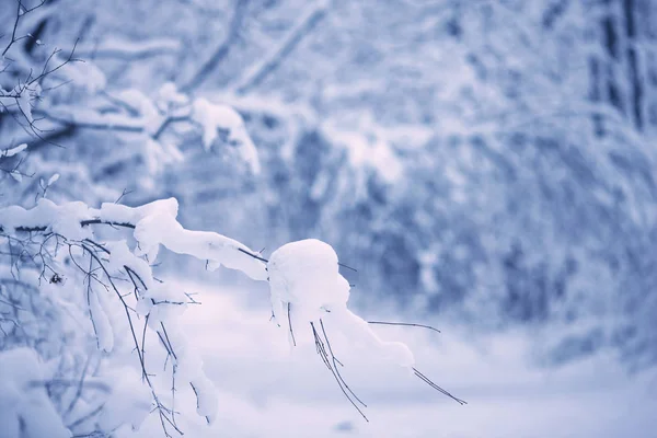 Árvores Floresta Estão Completamente Cobertas Neve — Fotografia de Stock