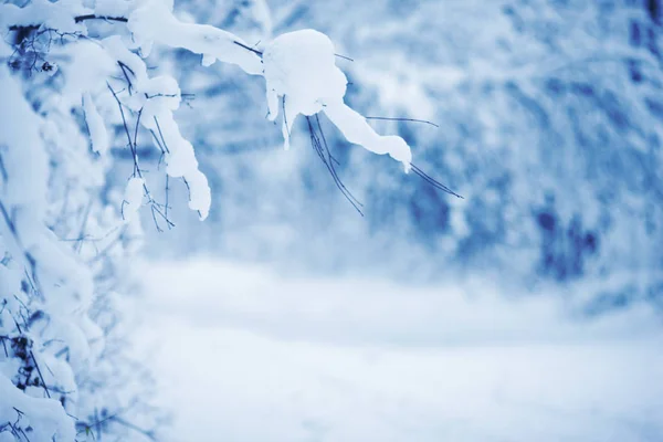 Árboles Bosque Están Completamente Cubiertos Nieve — Foto de Stock