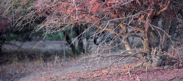 Alberi Autunnali Mattino Montagna — Foto Stock