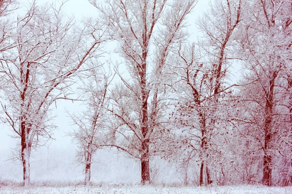 Encantador Bosque Invierno Una Niebla Muy Densa Con Diferentes Tipos — Foto de Stock