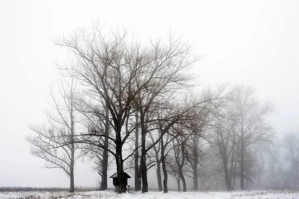 Encantador Bosque Invierno Una Niebla Muy Densa Con Diferentes Tipos — Foto de Stock