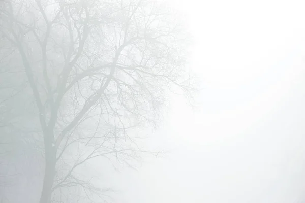 Affascinante Foresta Invernale Una Nebbia Molto Densa Con Diversi Tipi — Foto Stock