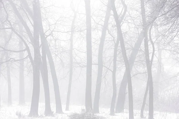 Charmanter Winterwald Sehr Dichtem Nebel Mit Verschiedenen Baumarten — Stockfoto