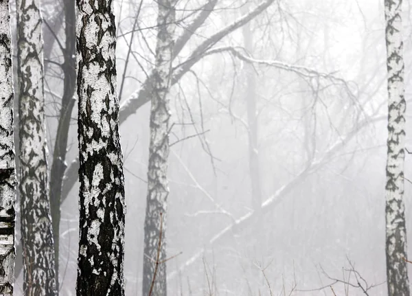 Charmanter Winterwald Sehr Dichtem Nebel Mit Verschiedenen Baumarten — Stockfoto