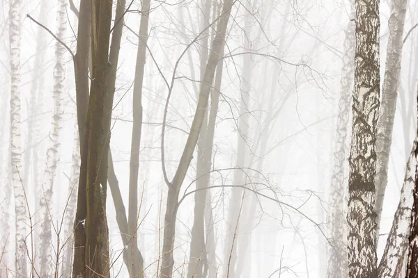 Encantadora Floresta Inverno Uma Névoa Muito Densa Com Diferentes Tipos — Fotografia de Stock