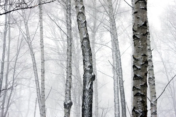 木の種類で非常に密な霧の中で魅力的な冬の森 — ストック写真