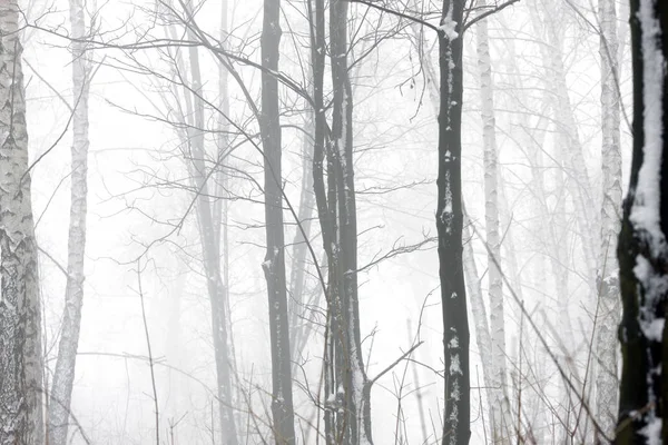 Очаровательный Зимний Лес Густом Тумане Различными Видами Деревьев — стоковое фото