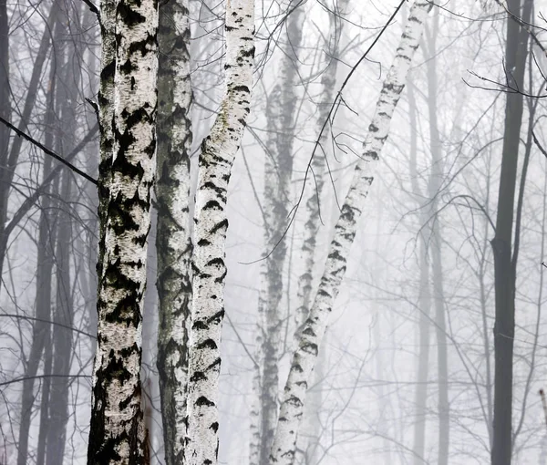 Encantador Bosque Invierno Una Niebla Muy Densa Con Diferentes Tipos —  Fotos de Stock