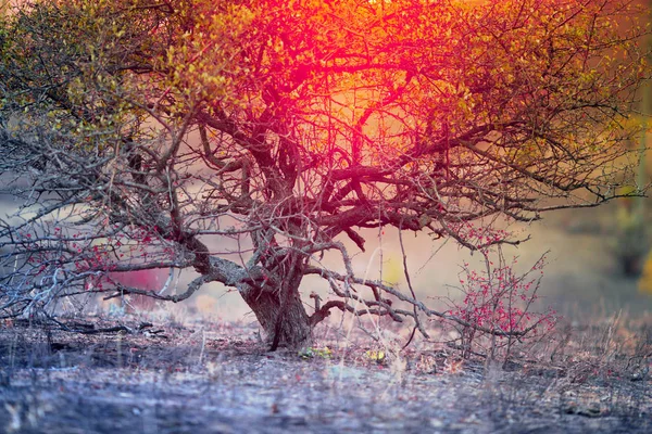 Baum Den Bergen Vor Dem Hintergrund Der Untergehenden Sonne — Stockfoto