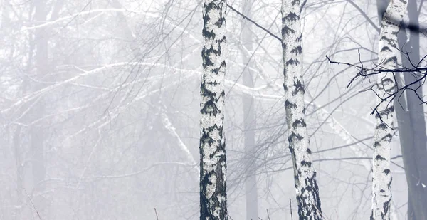 Зимний Лес Густом Тумане — стоковое фото