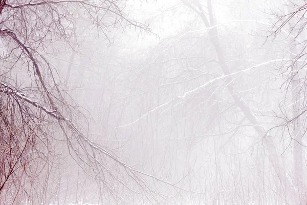 Зимний Лес Густом Тумане — стоковое фото