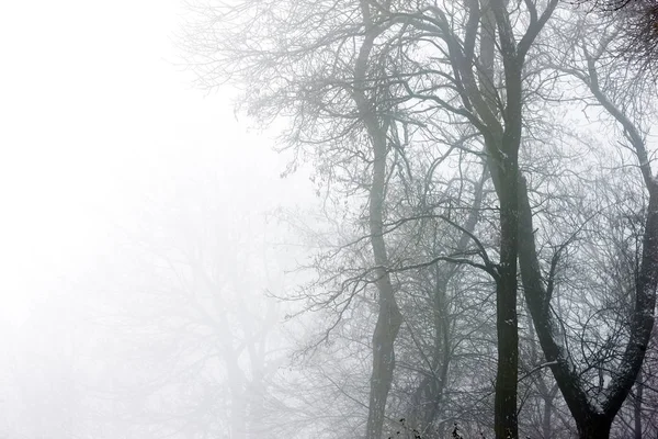Kalın Sis Ormanında Kış — Stok fotoğraf