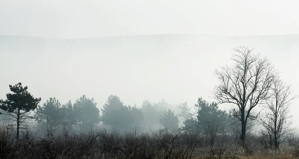 Mystical Foggy Morning Forest Sunrise — Stock Photo, Image