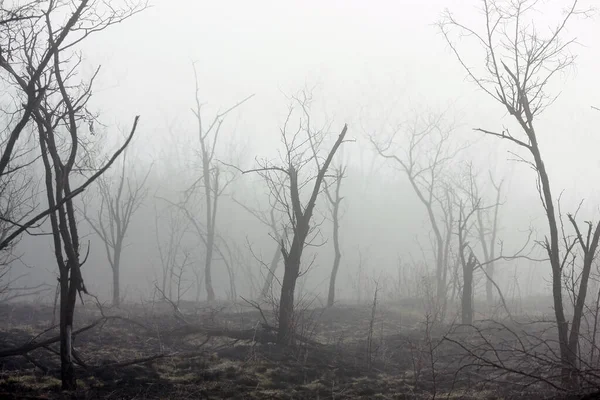 Gündoğumunda ormanda mistik sisli bir sabah