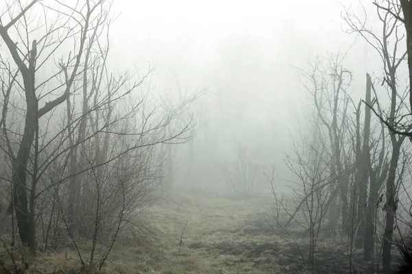 Mística Mañana Brumosa Bosque Amanecer — Foto de Stock