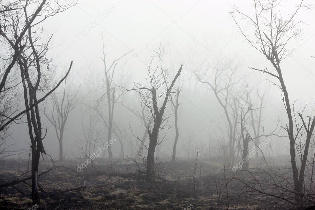 mystical foggy morning in the forest at sunrise