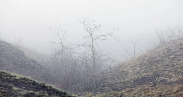 Mlhavé Ráno Lese Záhadné Mystické — Stock fotografie
